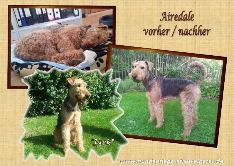 Airedale Terrier vorher / nachher